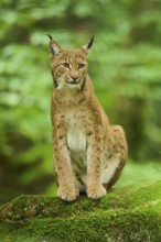 Eurasian lynx (Lynx lynx) lying on a rock in a forest, Bavaria, Germany