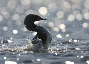 Pacific Loon (Gavia pacifica), Alaska, USA
