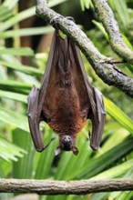 Kalong flying fox (Pteropus vampyrus), adult, resting, in sleeping tree, during the day, Singapore,