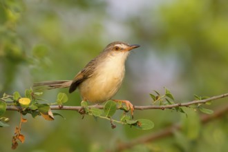Plain Prinia (Prinia inornata) perched on a branch, Phetchaburi, Thailand