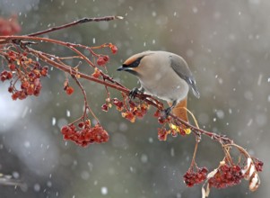 Bohemian Waxwing (Bombycilla garrulus) eating berries, Saskatchewan, Canada