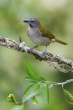 Buff-throated Saltator (Saltator maximus) perched on a branch in Manu National Park, Peru