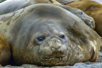 Antarctica - South Georgia - elephant seal - Mironga
