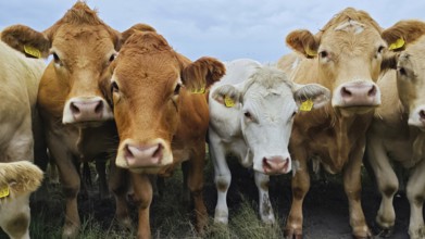 A group of curious cows (bos taurus) on a pasture under a cloudy sky, Franconian Forest nature park