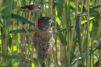 Common Cuckoo & Eurasian Reed Warbler (Cuculus canorus & Acrocephalus scirpaceus) Eurasian Reed