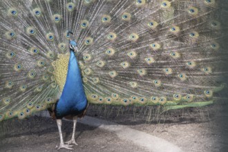 Peacock (Pavo Scalloped ribbonfish), Rhineland-Palatinate, Germany