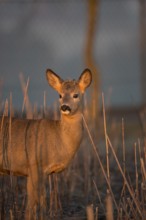 Portrait of a female Roe Deer, Roe deer doe (Capreolus capreolus) in first morning light. Some