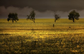 Fantasy landscape with oilseed plants, Germany, Europe, digitally edited