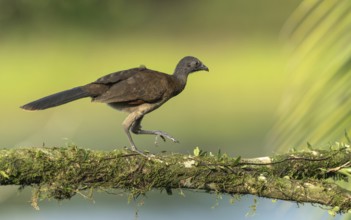 Graukopftschatschalaka, grey-headed chachalaca, Ortalis cinereiceps
