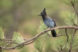 Steller's Jay (Cyanocitta stelleri) calling, perched on a conifer branch, Colorado, USA