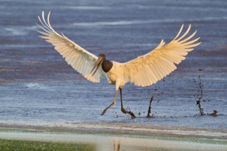 A bird lands dynamically on a wet surface with outstretched wings, Jabiru (Jabiru mycteria),