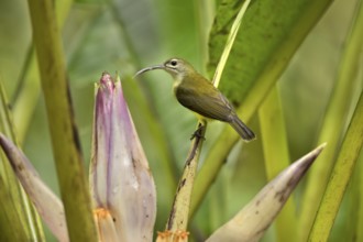 Little Spiderhunter (Arachnothera longirostra), Selangor, Malaysia