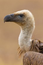 Griffon vulture, (Gyps fulvus), animals, birds, vultures, alworld vulture, hawk family, portrait,