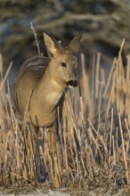 Roe deer standing in hoar frosted dead stinging nettle at minus 15 °C at sunrise. Trees and dead