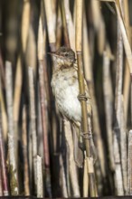 Great Reed Warbler (Acrocephalus arundinaceus) juvenile perched in reedbed, Mecklenburg-Western