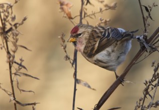 Common Redpoll (Acanthis flammea), Mecklenburg-Western, Pomerania, Germany