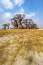 Babobabs on the edge of a salt pan, Baine's Baobabs, Nxai Pan National Park, Botswana
