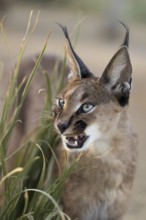 Caracal (Caracal caracal) adult hissing, Castile-La Mancha, Spain