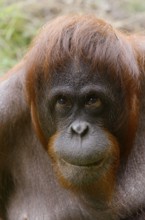 Bornean orangutan (Pongo pygmaeus), captive, occurring on Borneo, Malaysia