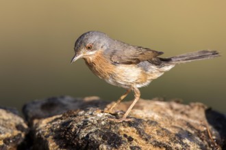 Subalpine Warbler (Sylvia cantillans) male, Castile and Leon, Spain