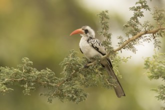Western Red-billed Hornbill (Tockus kempi), Gambia