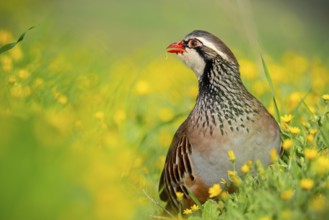 A red-legged partridge stands elegantly amidst bright yellow wildflowers, showcasing its striking