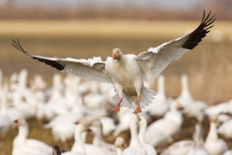 Snow Goose (Anser caerulescens) flying, British Columbia, Canada