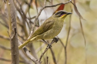 Purple-gaped Honeyeater (Lichenostomus cratitius), Western Australia, Australia