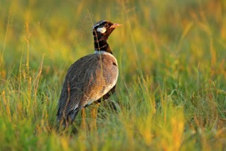 Southern black korhaan bustard, Afrotis afra, bird in the grass, morning light, okavango delta,