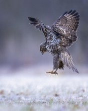 Common Buzzard (Buteo buteo) landing, Saxony-Anhalt, Germany