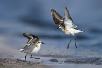 Little Stint (Calidris minuta) wrangling, Eilat, Israel