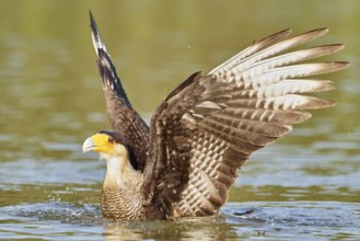 Southern Crested Caracara (Caracara plancus) bathing, Brazil