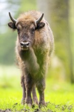 European bison (Bison bonasus) standing on a meadow in summer, Bavarian Forest, Germany
