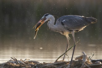 Grey Heron (Ardea cinerea) with fish prey in beak, Subotica, Serbia