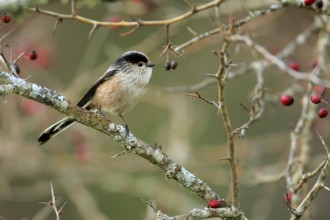Long-tailed Tit (Aegithalos caudatus) perched on a branch, Andalusia, Spain