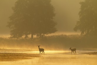 Red deer (Cervus elaphus) and calf crossing a small river in the first morning light, morning mist,