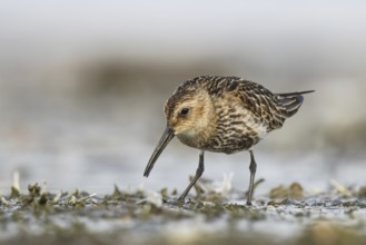 Dunlin (Calidris alpina) foraging, North Rhine-Westphalia, Germany