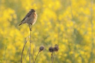 Whinchat (Saxicola rubetra) male, Rhineland-Palatinate, Germany