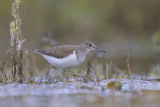 Common Sandpiper (Actitis hypoleucos) foraging, North Rhine-Westphalia, Germany