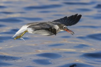 White-eyed Gull (Ichthyaetus leucophthalmus) flying, Eilat, Israel
