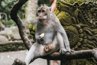 A monkey perched on a branch enjoys a piece of fruit in Bali. The background features intricate