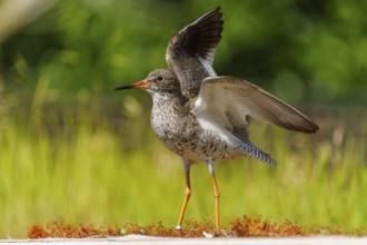 Bird with spread wings standing on grassy area in sunny surroundings, redshank, (Tringa totanus),
