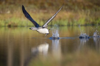 Red-throated diver (Gavia stellata) in breeding plumage on a lake in Sweden, Knuthöjdsmossen,