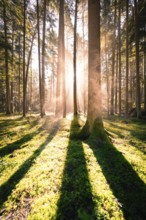 Rays of sunlight penetrate the tall trees and cast long shadows on the moss-covered forest floor,