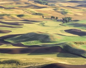 The Palouse region's rolling hills display a patchwork of tilled soil and ripening wheat fields in