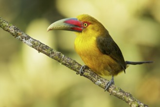 Saffron Toucanet (Pteroglossus bailloni) perched on a branch in the Atlantic Rainforest Region of