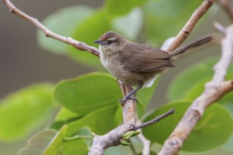 Common Thornbird (Phacellodomus rufifrons) perched on a branch in the Atlantic rainforest of