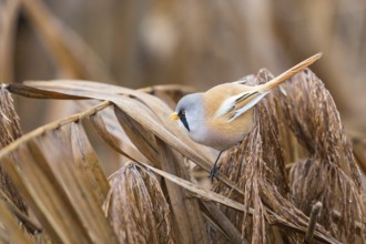 Bearded Reedling (Panurus biarmicus) male perched on reeds, Baden-Wuerttemberg, Germany
