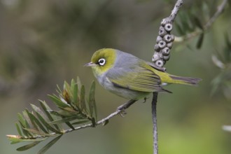 Silvereye (Zosterops lateralis) perched on a branch, Victoria, Australia