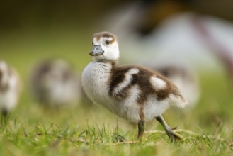 Egyptian goose (Alopochen aegyptiaca) cute chicks on a meadow at the shore of a lake, Bavaria,